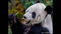 熊猫乐乐在美国离世，同样没有被善待