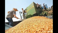 克明食品称预测 2023 年小麦价格可