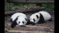 如何看待外媒称「英国因疫情造成财政压力，不得不考虑将大熊猫送回中国」？