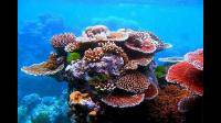 珊瑚礁是食物链的最低端，99%死亡，是不可逆的，你如何看？