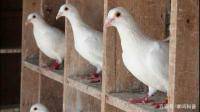 自己养的赛鸽堪称一台“印钞机”是什么体验？