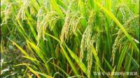 安徽再生稻进入成熟收获期，8 月底完成收割，你对此有何看法？