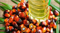 印尼棕榈油协会预计印尼棕榈油产量在 2024 年将达到 5100-5300 万吨，你对此有何看法？