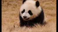 如果经济继续下行，对于大熊猫会怎么处理？大家会不会将矛头指向大熊猫？