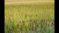 安徽麦收进度超九成已收面积超 390